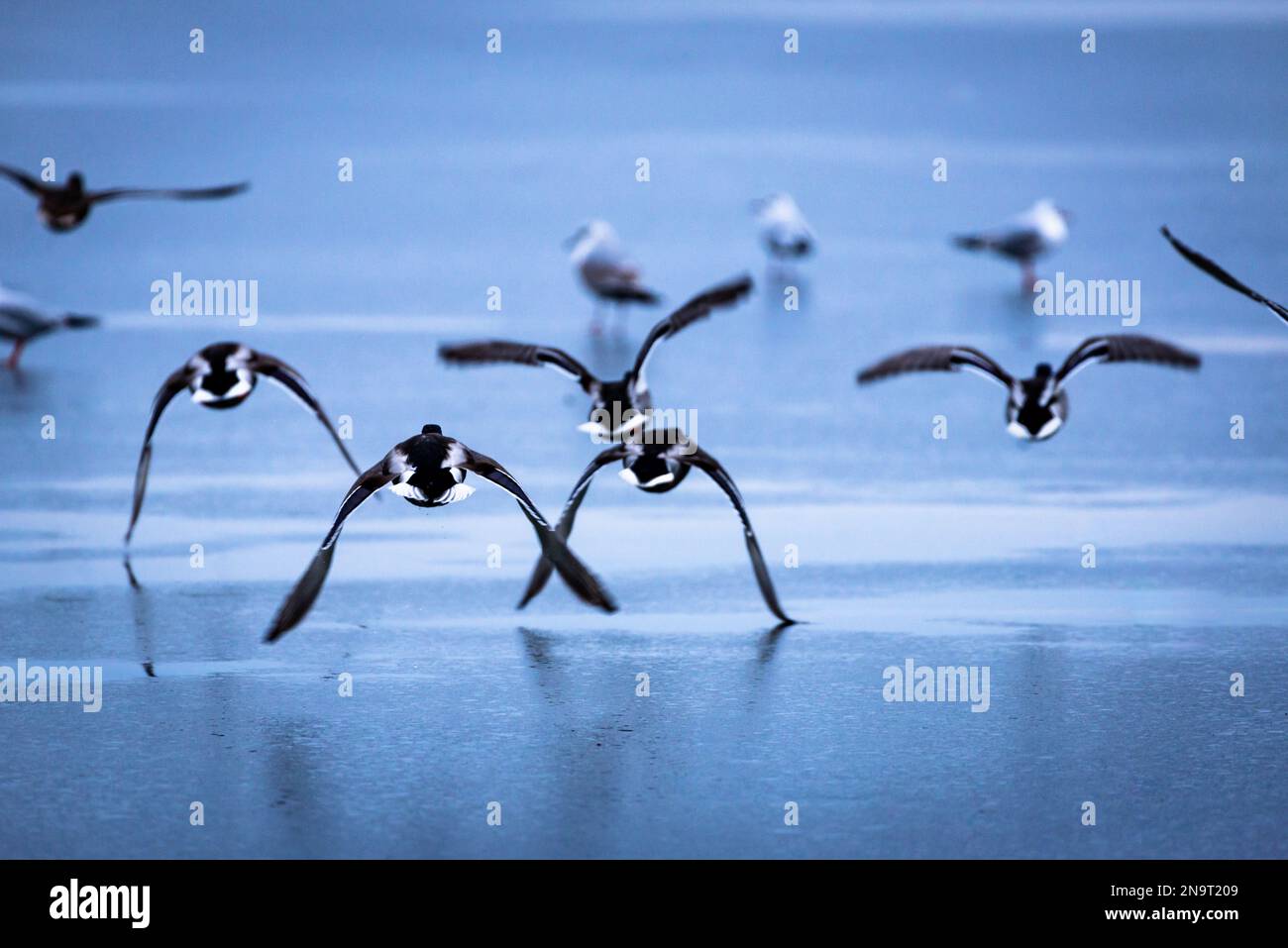 Un troupeau de canards sauvages survole la surface glacée d'un étang gelé Banque D'Images