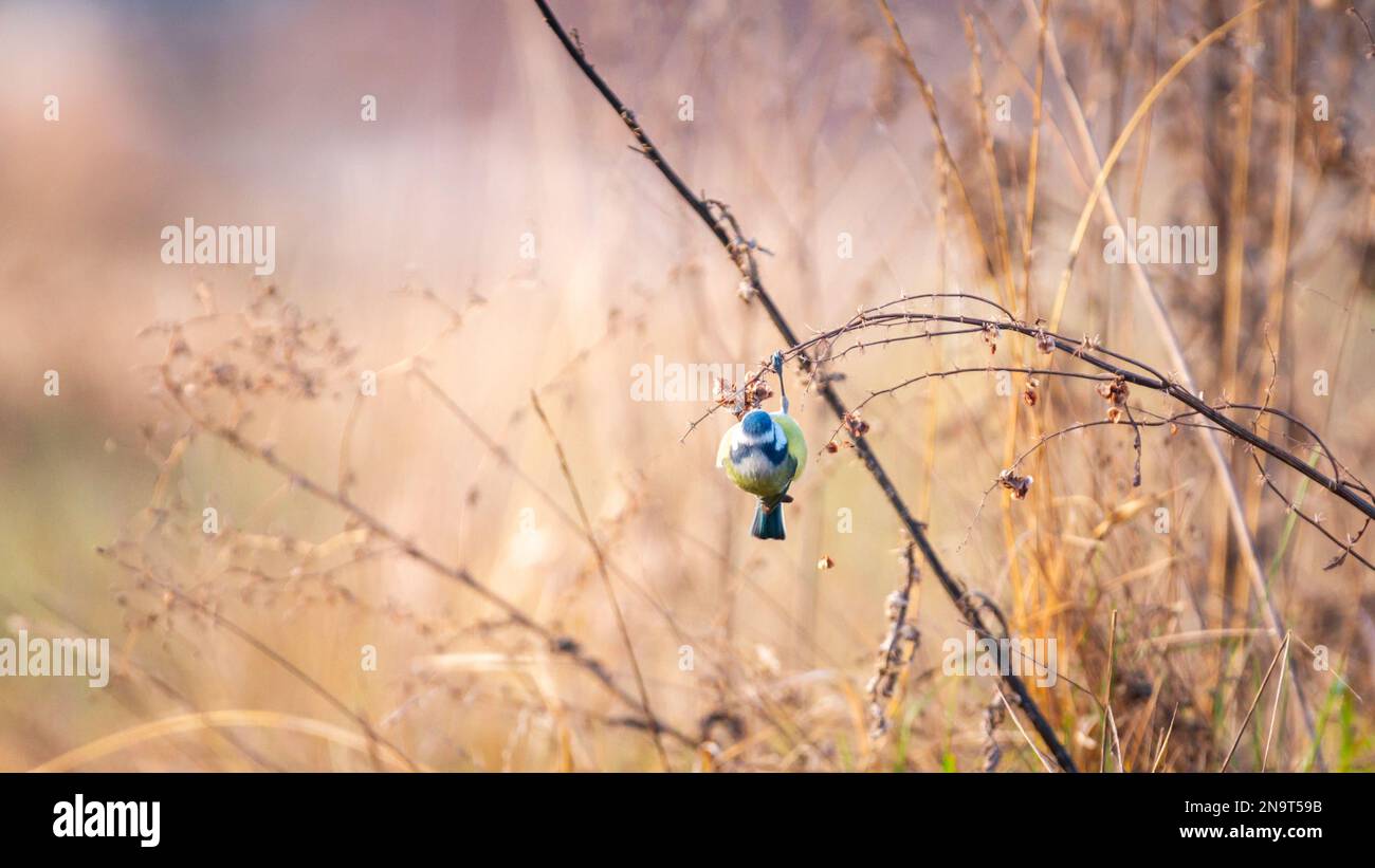 Une dîme bleue perchée sur une plante dans un pré brumeux dans des tons d'automne. Banque D'Images