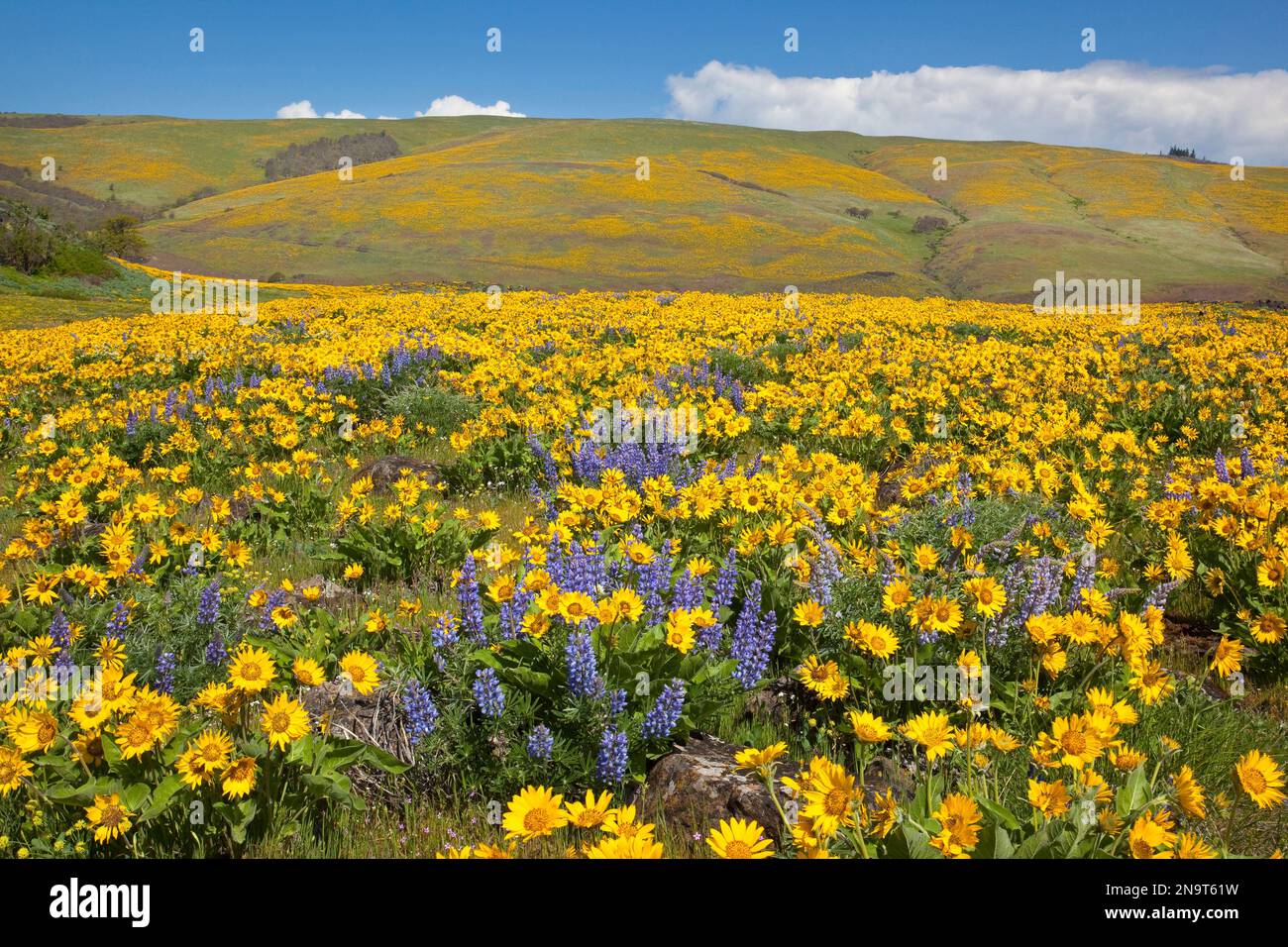 Fleurs sauvages le long d'une colline dans la Columbia River gorge National Scenic Area, Oregon, États-Unis ; Oregon, États-Unis d'Amérique Banque D'Images