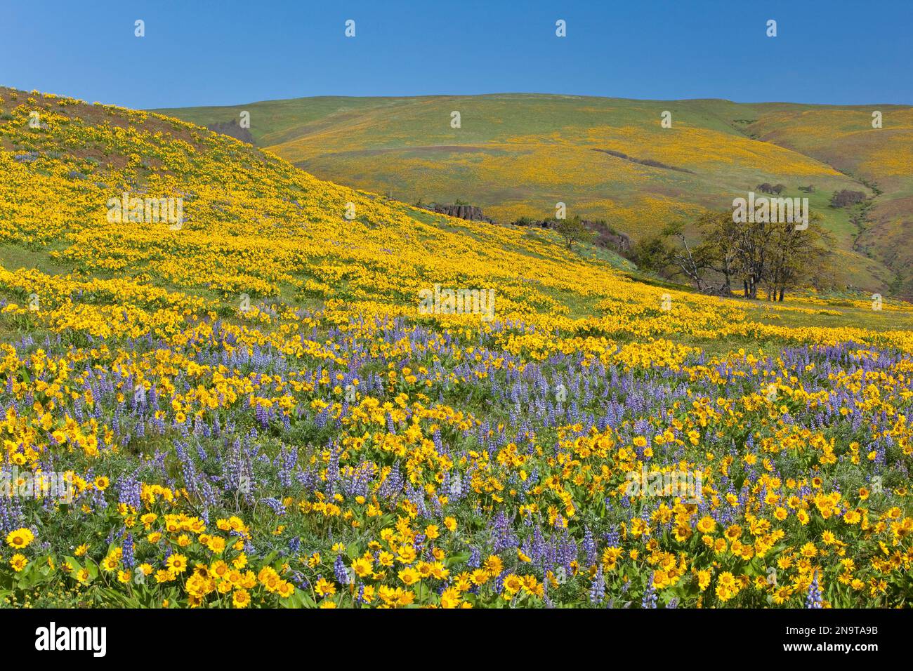 Fleurs sauvages le long d'une colline dans la Columbia River gorge National Scenic Area, Oregon, États-Unis ; Oregon, États-Unis d'Amérique Banque D'Images