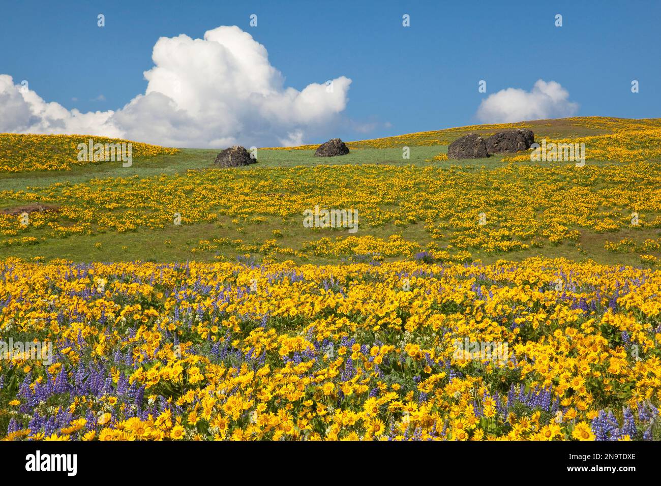 Fleurs sauvages le long d'une colline dans la Columbia River gorge National Scenic Area, Oregon, États-Unis ; Oregon, États-Unis d'Amérique Banque D'Images