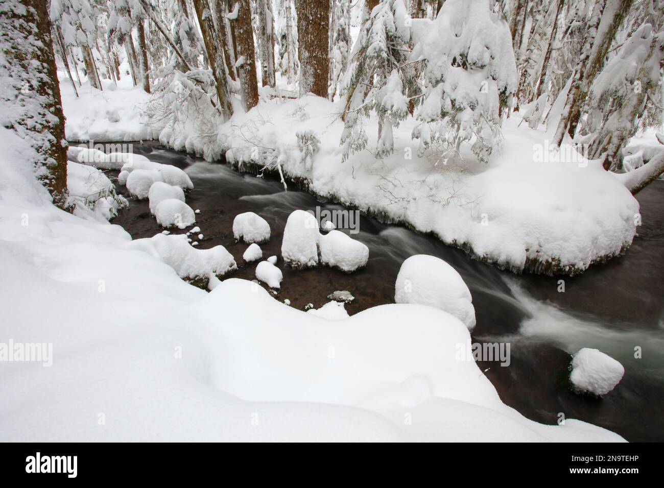 Neige hivernale le long de Still creek dans la forêt nationale de Mount Hood ; Oregon, États-Unis d'Amérique Banque D'Images