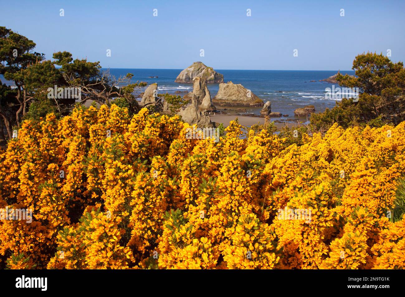 Les fleurs sauvages et les formations rocheuses le long de la côte à Bandon State Park ; Bandon, Oregon, United States of America Banque D'Images