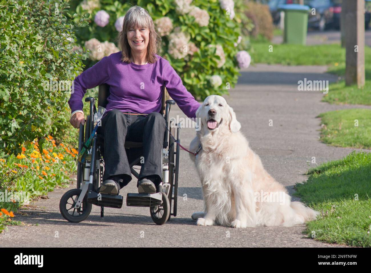 Femme handicapée en fauteuil roulant avec son golden retriever dog Banque D'Images