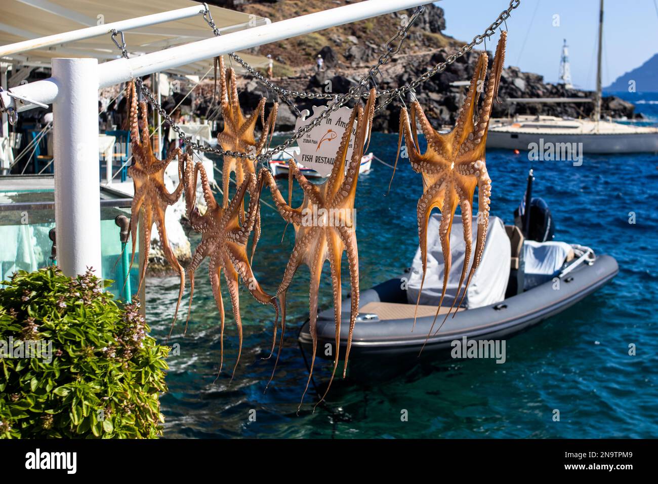 Un gros plan d'une rangée de poulpes suspendus qui s'assèchent sous le soleil à l'île de Santorini en Grèce Banque D'Images
