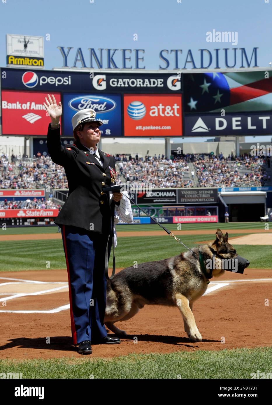 https://c8.alamy.com/compfr/2n9ty3t/former-marine-cpl-and-purple-heart-recipient-megan-leavey-and-combat-dog-sgt-rex-participate-in-a-ceremony-before-a-baseball-game-between-the-new-york-yankees-and-the-seattle-mariners-at-yankee-stadium-in-new-york-sunday-may-13-2012-through-two-tours-of-duty-in-iraq-sgt-rex-was-by-leaveys-side-the-pair-worked-more-than-100-missions-searching-for-roadside-bombs-were-injured-in-the-line-of-duty-and-went-through-physical-therapy-together-after-five-years-of-waiting-for-rexs-service-to-end-and-filling-out-paperwork-leavey-finally-won-approval-to-bring-the-11-year-old-german-shepherd-h-2n9ty3t.jpg