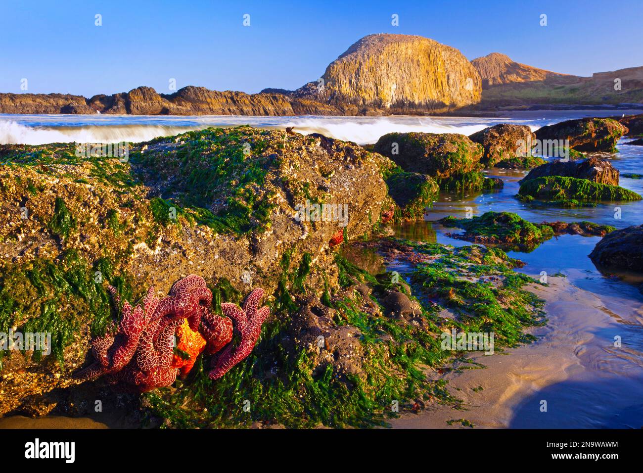Starfish près d'un bassin de marée avec des algues le long de la plage du site de loisirs Seal Rock State Recreation site sur la côte de l'Oregon, États-Unis ; Oregon, États-Unis d'Amérique Banque D'Images