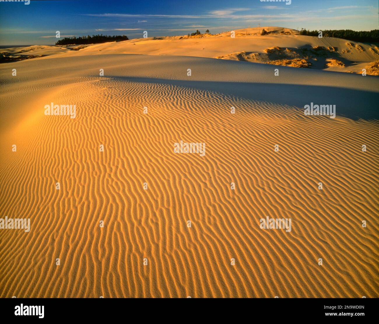 Les ondulations recouvrent la surface du sable sur les dunes de sable de la côte de l'Oregon, Oregon Sand Dunes National Park ; Oregon, États-Unis d'Amérique Banque D'Images