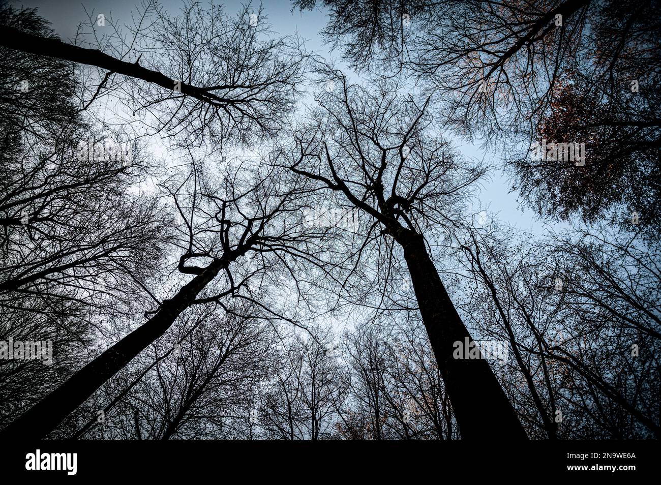 vue en angle bas des arbres dans la forêt Banque D'Images