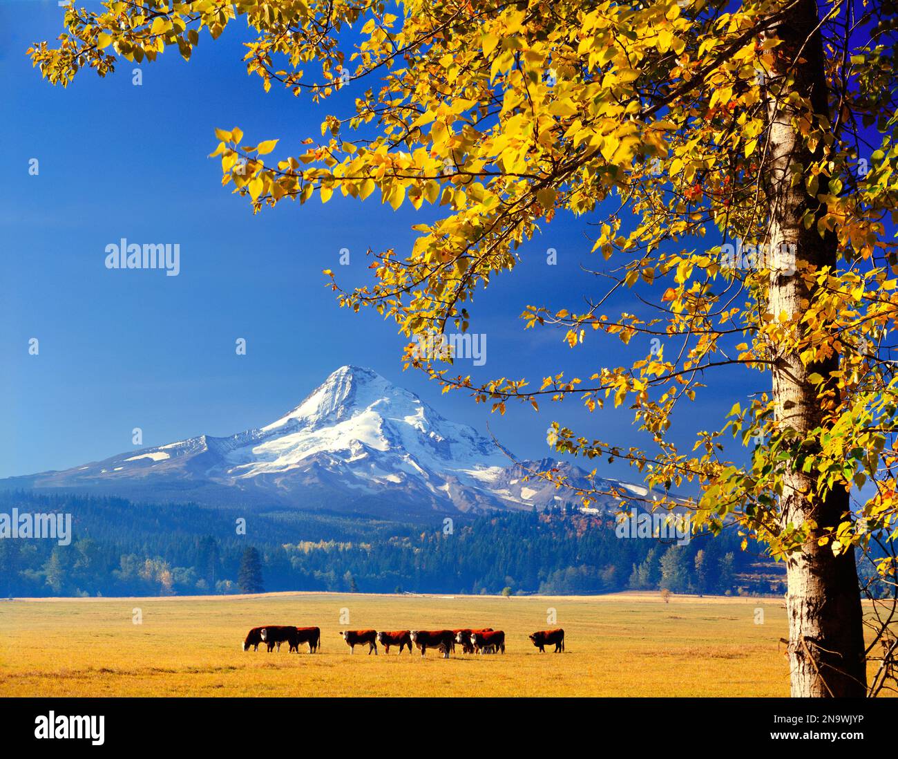 Vaches paissant près du mont Hood avec un feuillage coloré en automne dans la vallée ; Oregon, États-Unis d'Amérique Banque D'Images
