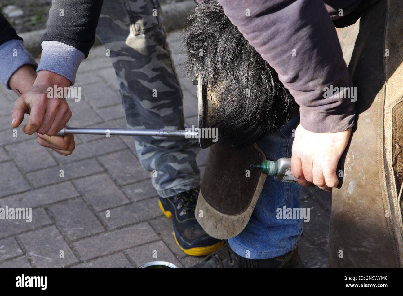 Travailler sur les jambes d'un cheval Banque D'Images