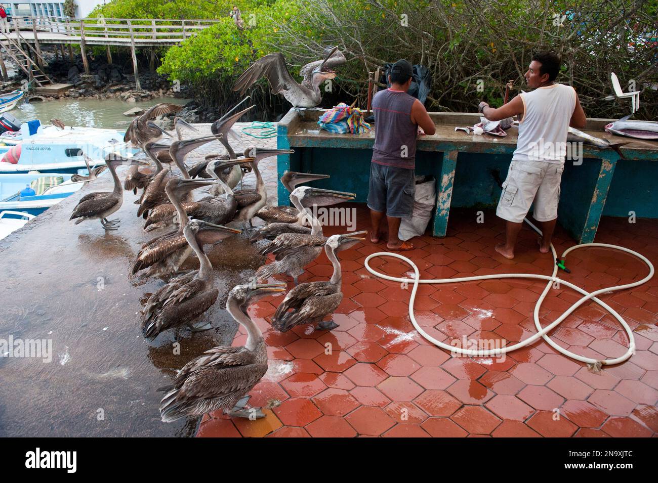 Les pélicans attendent des dons sur un marché aux poissons à Puerto Ayora ; Puerto Ayora, Parc national des îles Galapagos, Îles Galapagos, Équateur Banque D'Images