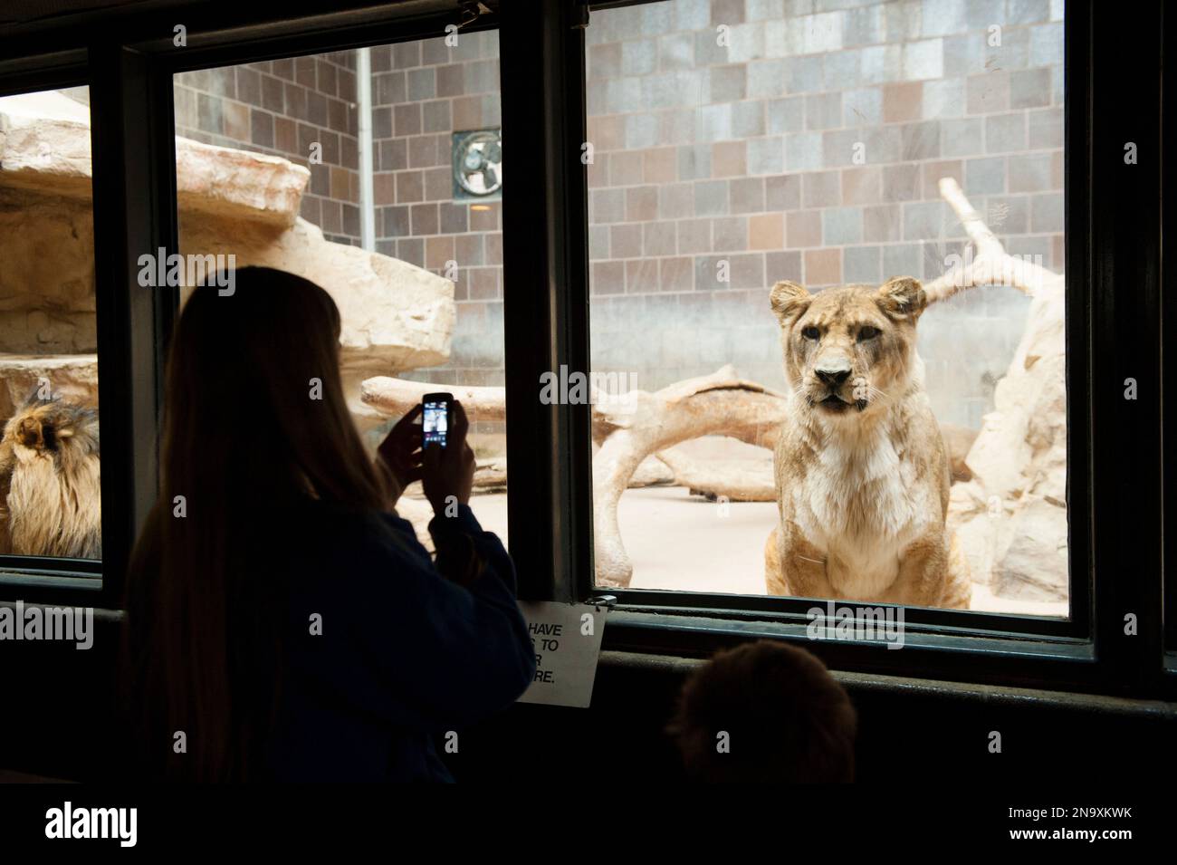 Une adolescente utilise son téléphone portable pour photographier une femme lion d'Afrique (Panthera Leo) ; Omaha, Nebraska, États-Unis d'Amérique Banque D'Images