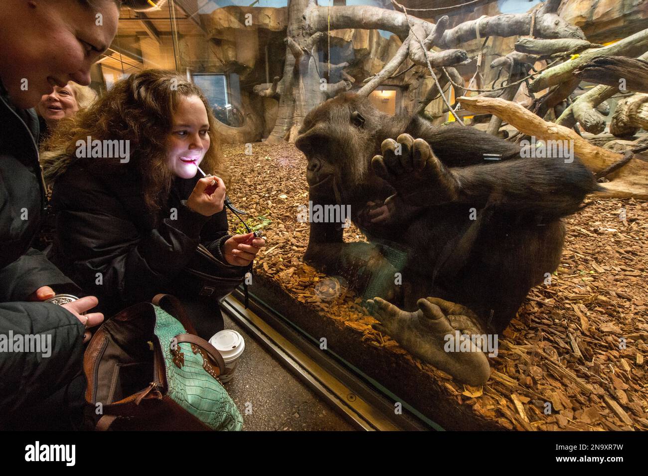 Le touriste interagit avec un gorille des basses terres de l'ouest ((gorilla gorilla gorilla) à Hubbard Gorilla Valley dans le zoo Henry Doorly d'Omaha Banque D'Images