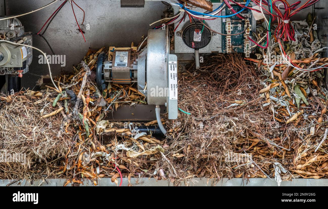 Packrat Nest dans le jacuzzi extérieur chauffage! Le chauffage est grillé ! Banque D'Images