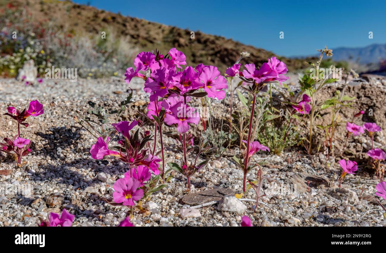 Tapis violet, Nama demissum, Anza Borrego SP - Californie Banque D'Images