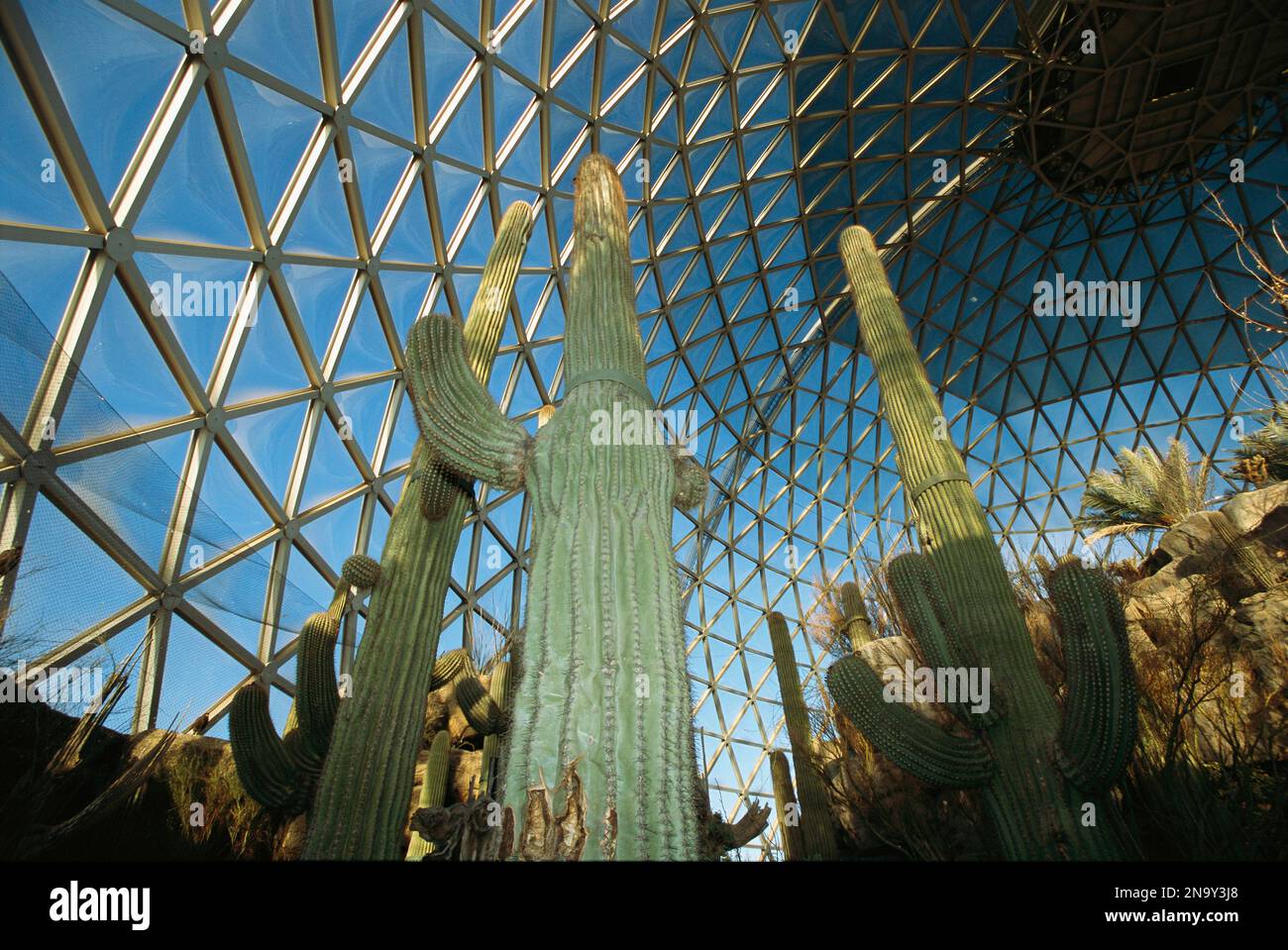 Cactus dans un enclos en dôme appelé le Desert Dome au zoo Henry Doorly à Omaha, Nebraska, États-Unis ; Omaha, Nebraska, États-Unis d'Amérique Banque D'Images