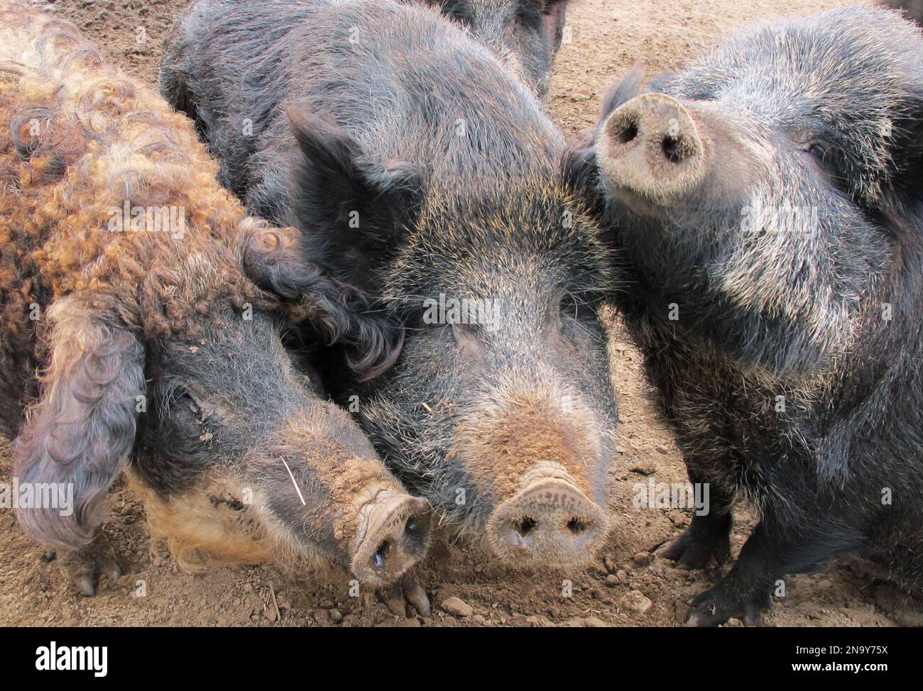 This April 18, 2012, photo shows a Mangalitsa boar, left, and two ...