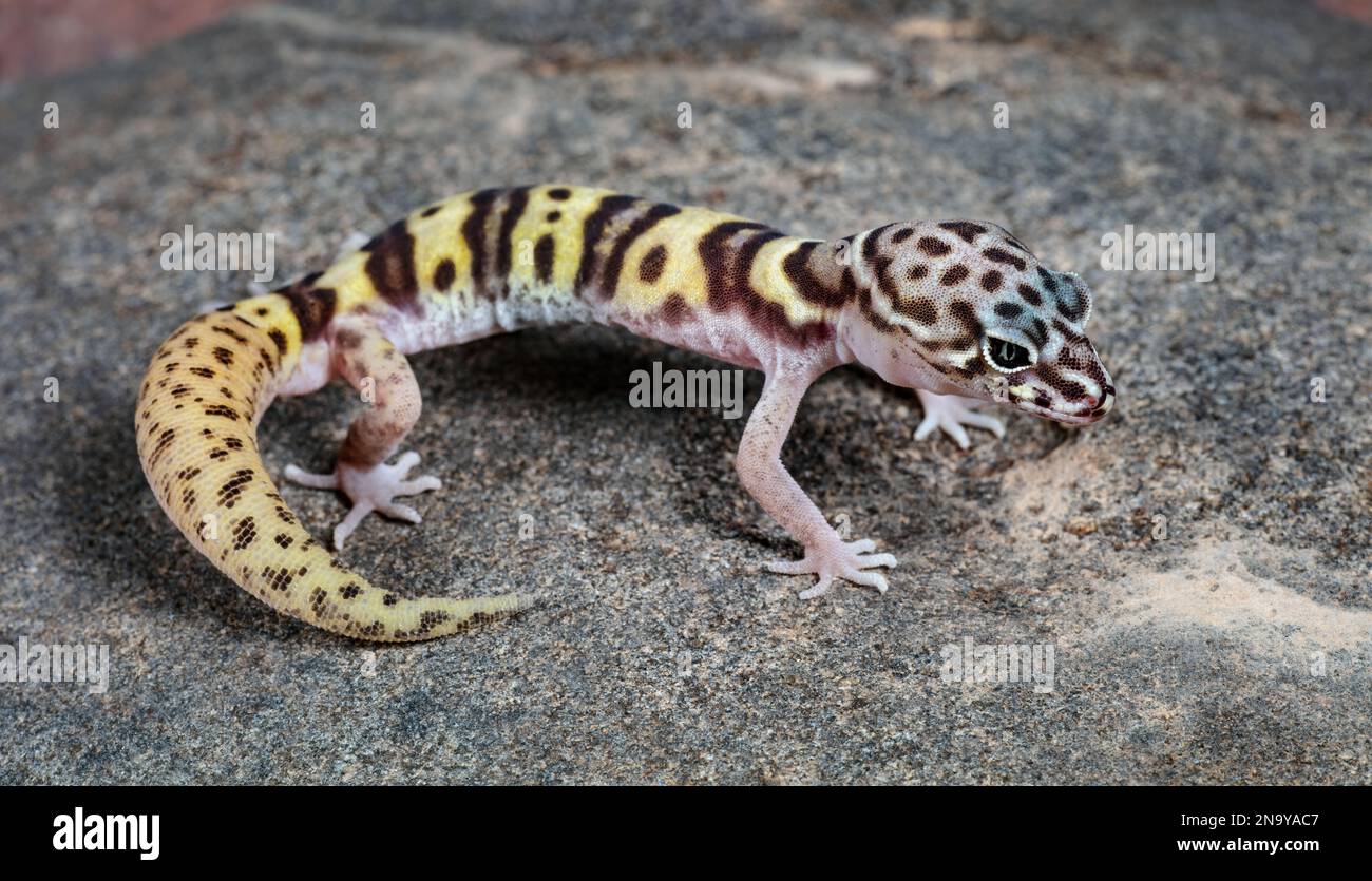 WESTERN Banded Gecko, Coleonyx variegatus (homme) Banque D'Images