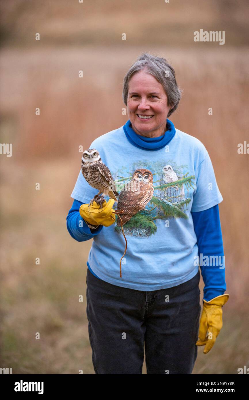 Femme manipule un hibou terrier (Athene cunicularia) ; Elmwood, Nebraska, États-Unis d'Amérique Banque D'Images