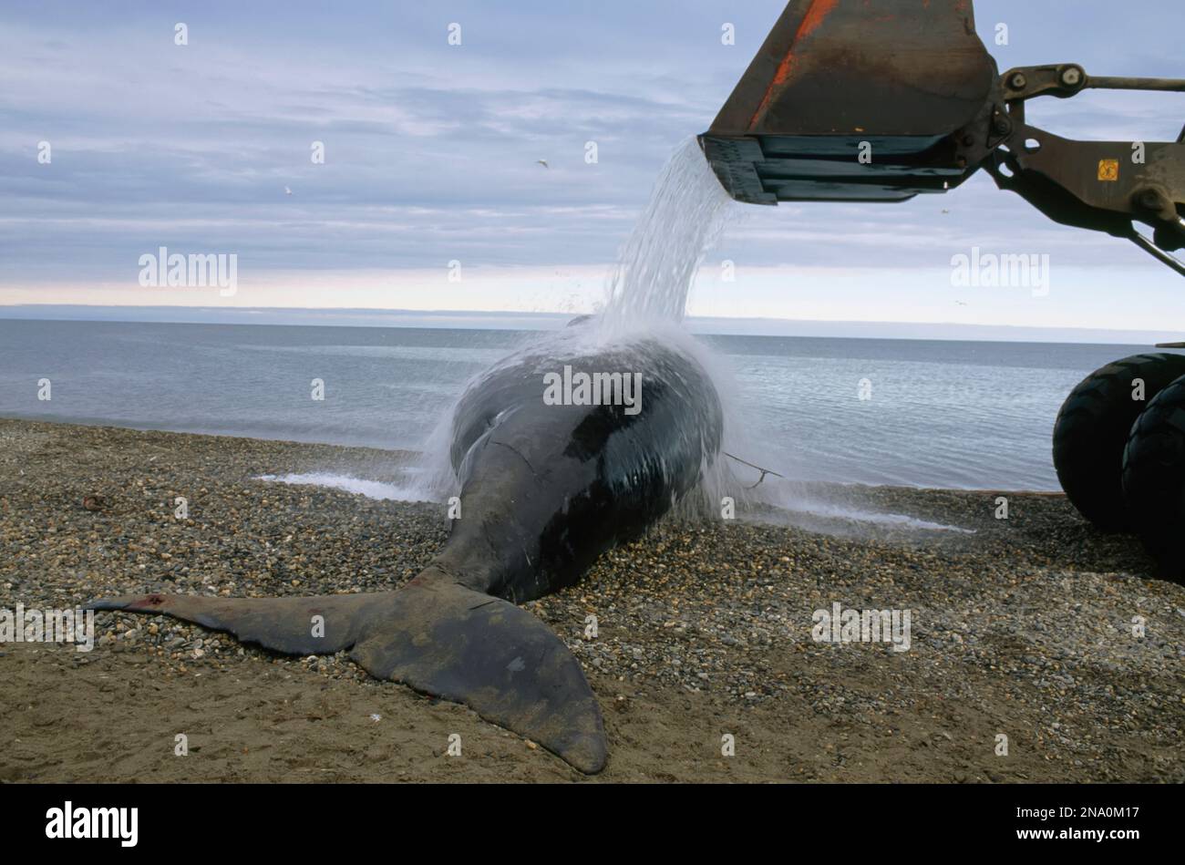 Carcasse de baleine lavée par un chargeur frontal au bord d'une baie dans le nord de l'Alaska, États-Unis ; North Slope, Alaska, États-Unis d'Amérique Banque D'Images