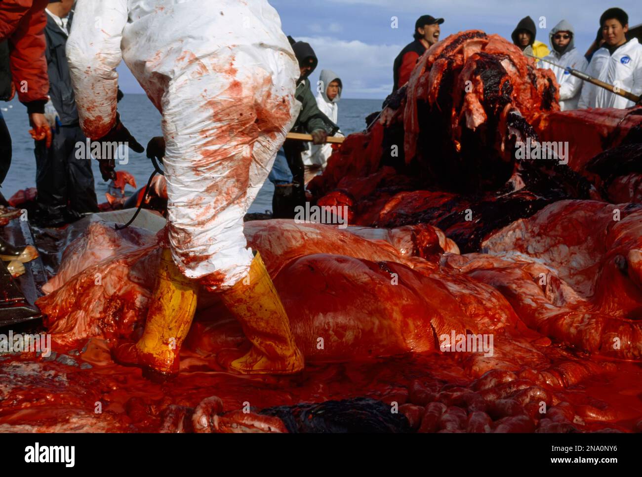 Les chasseurs inuits bouchent une carcasse de baleine ; North Slope, Alaska, États-Unis d'Amérique Banque D'Images
