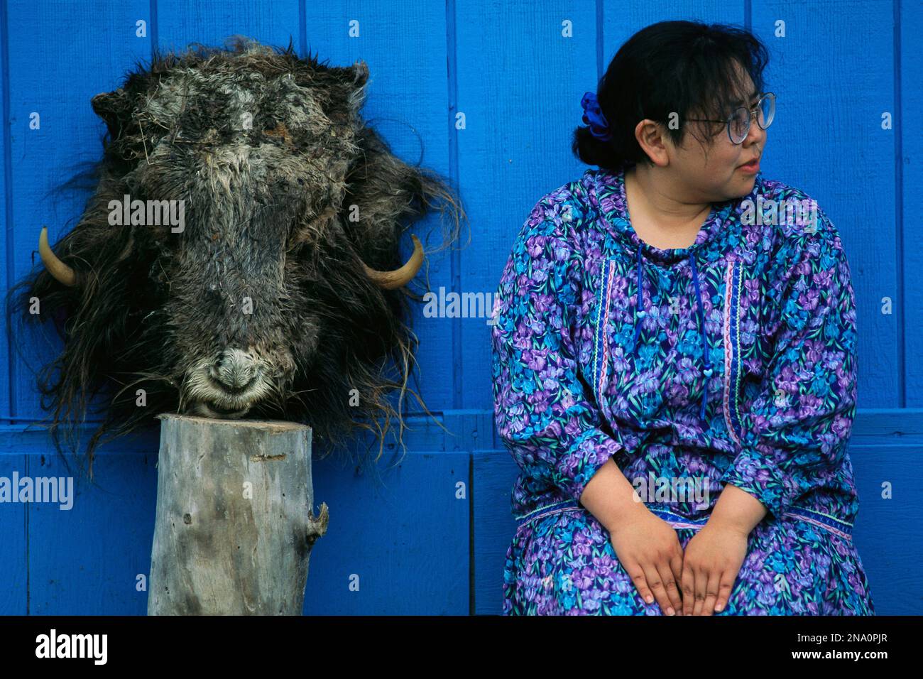 Une femme de l'Alaska est assise près de la tête d'un bœuf musqué tué par son mari, Nunivak Island, refuge national de faune du delta du Yukon Banque D'Images