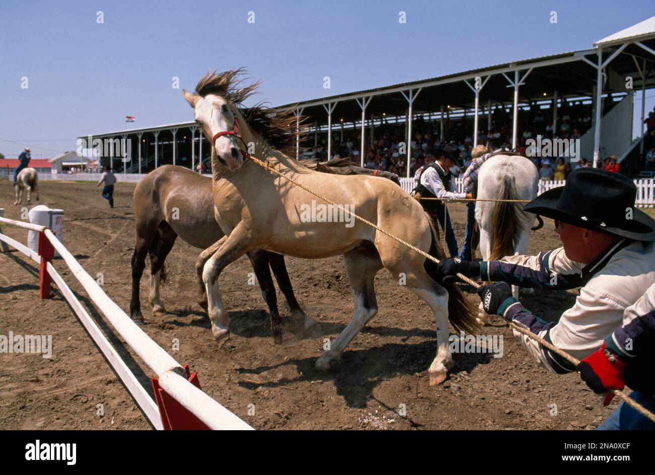 Des hommes tentent de contrôler des chevaux au Big Rodeo du Nebraska à Burwell ; Burwell, Nebraska, États-Unis d'Amérique Banque D'Images