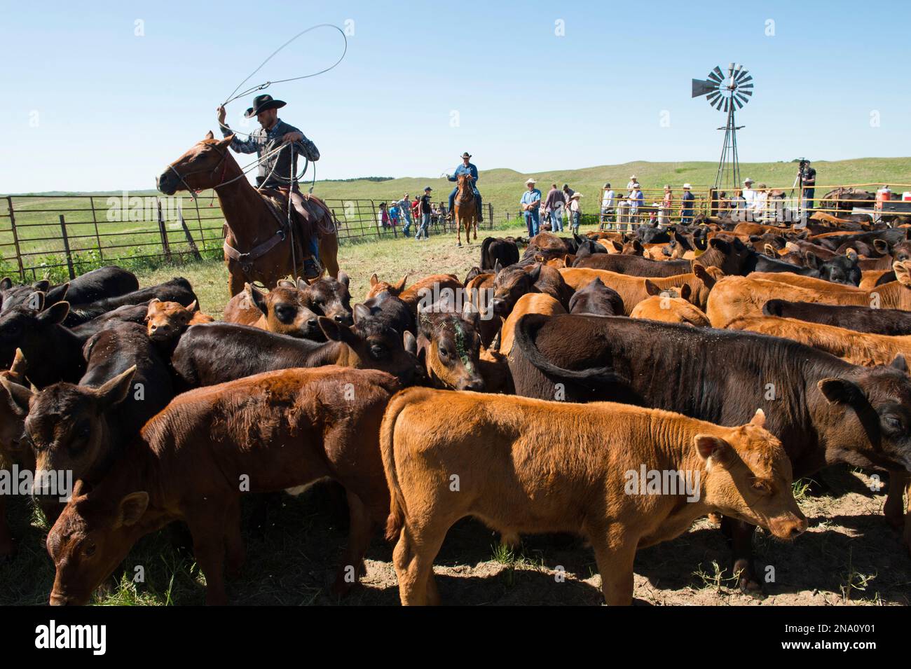 Éleveurs travaillant avec du bétail ; Burwell, Nebraska, États-Unis d'Amérique Banque D'Images