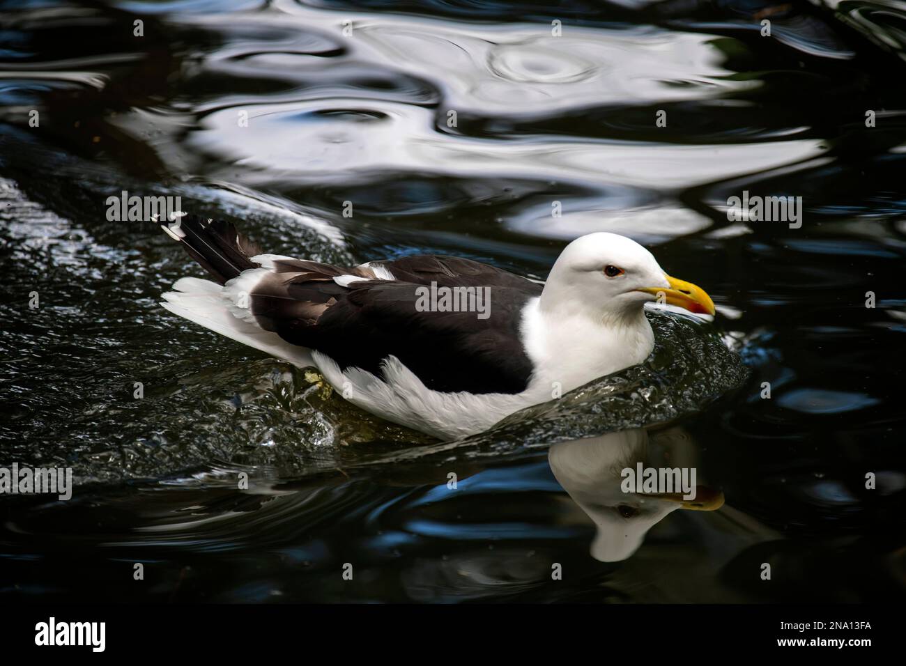 KELP Goll (Larus dominicanus) nageant dans un parc animalier de Sydney, Nouvelle-Galles du Sud, Australie (photo de Tara Chand Malhotra) Banque D'Images