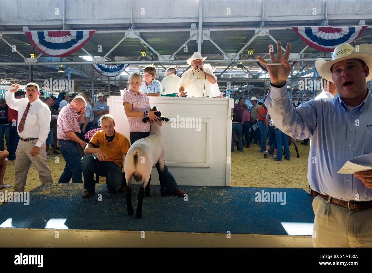 Une vente aux enchères de moutons à la foire de l'État de l'Iowa ; des Moines, Iowa, États-Unis d'Amérique Banque D'Images