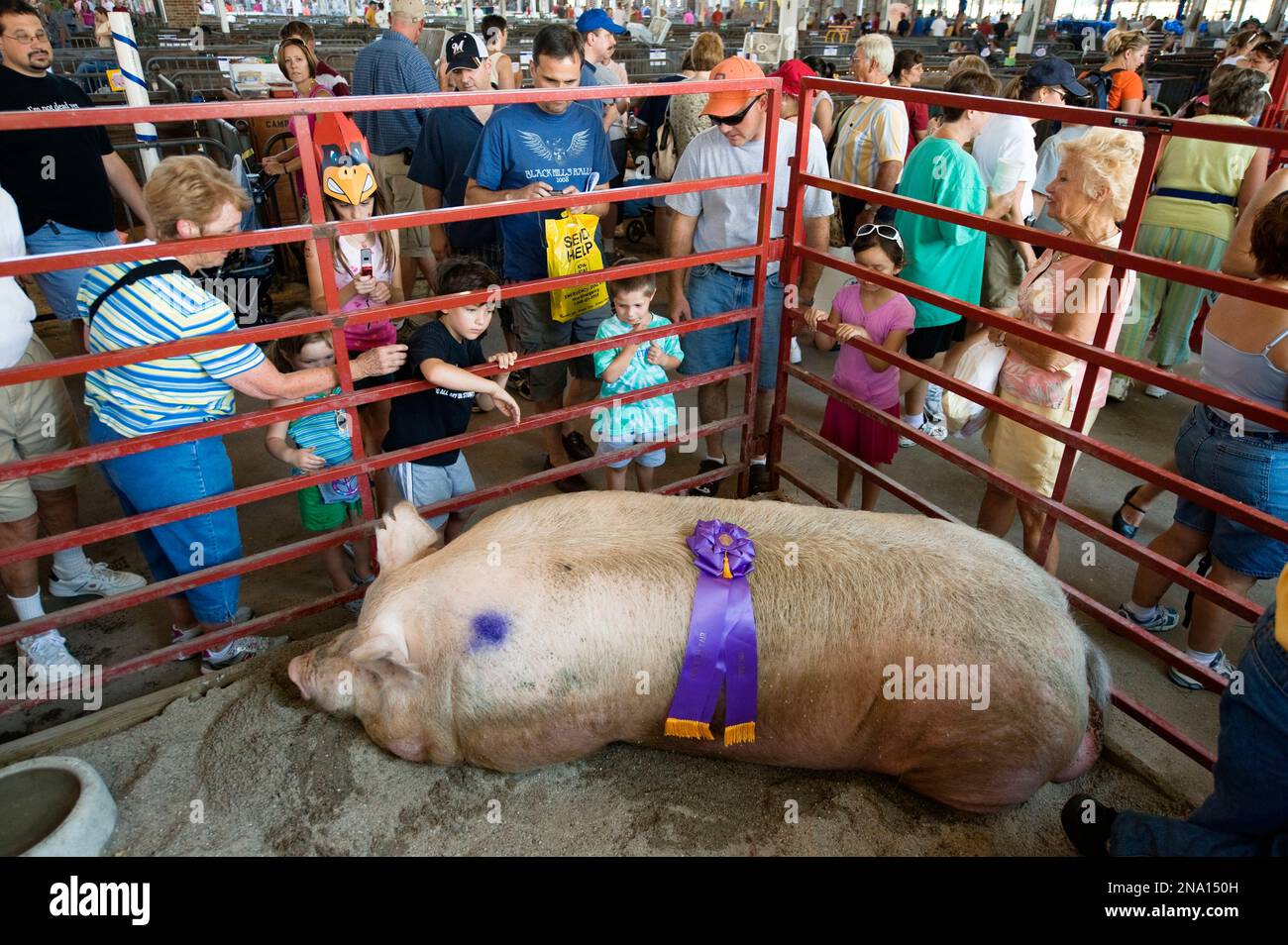 Un porc gagne un concours avec le poids record de 1259 livres ; des Moines, Iowa, États-Unis d'Amérique Banque D'Images