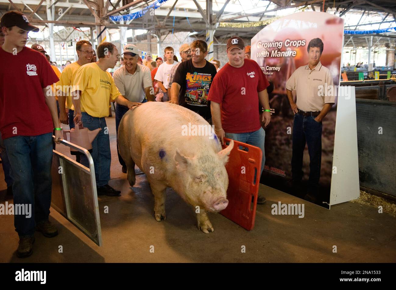 Dans le concours Big Boar, un porc gagne un concours avec un poids record de 1259 livres ; des Moines, Iowa, États-Unis d'Amérique Banque D'Images