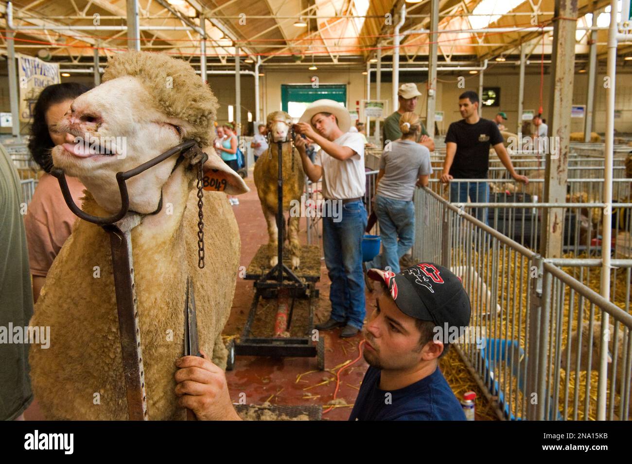 Des moutons Columbia sont soignés à la foire de l'État du Minnesota ; Saint Paul, Minnesota, États-Unis d'Amérique Banque D'Images