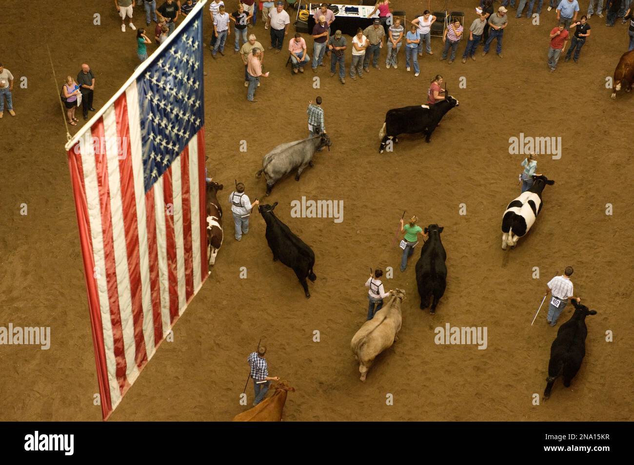 Exposition du bétail au Coliseum à la foire de l'État du Minnesota ; Saint Paul, Minnesota, États-Unis d'Amérique Banque D'Images