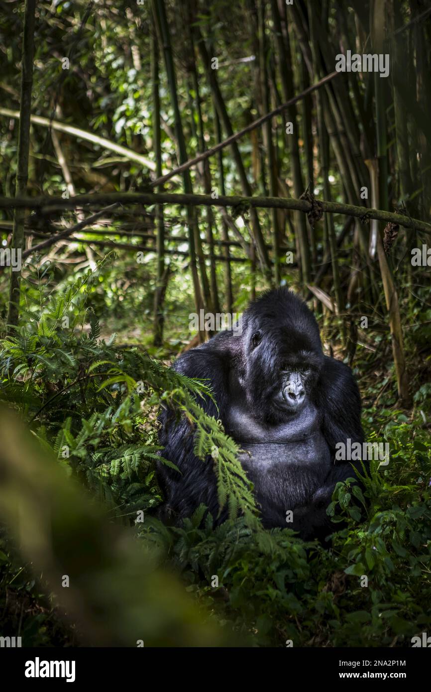 Membres de la famille Agashya Gorilla au Rwanda. Banque D'Images