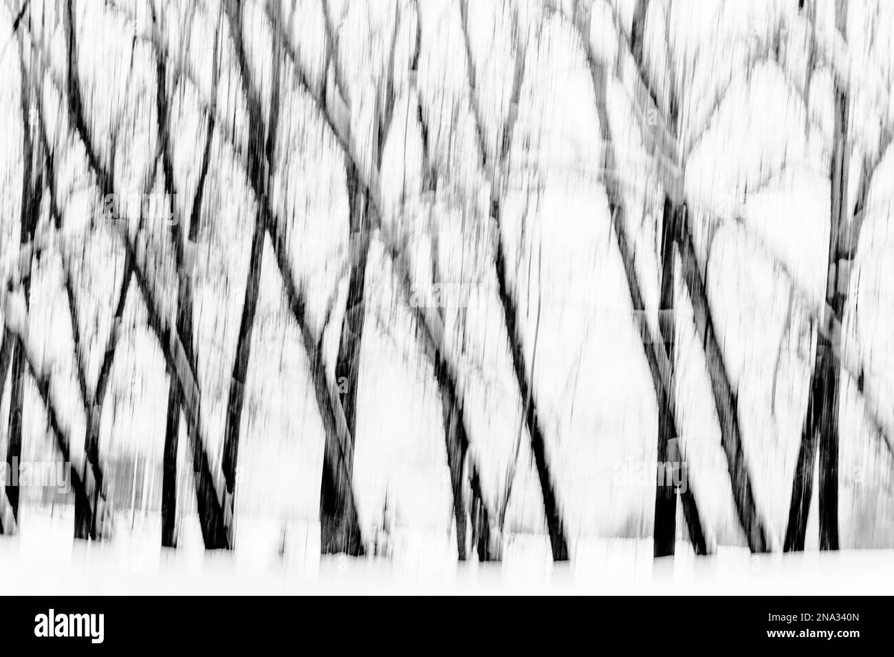 ICM, mouvement intentionnel de la caméra, tempête de neige et arbres, image abstraite en noir et blanc Banque D'Images