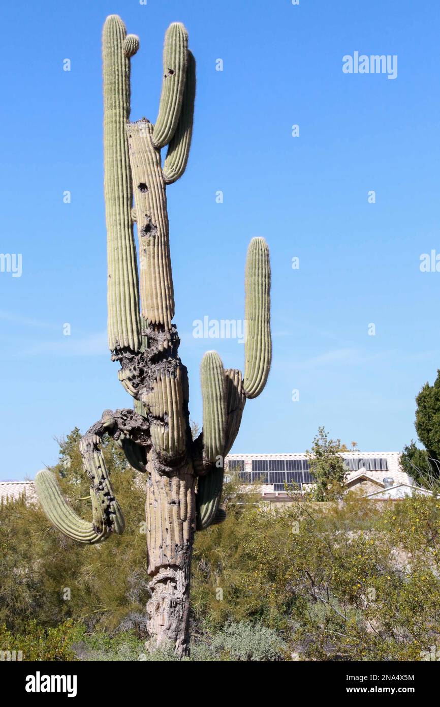 L'eau est mise dans des conteneurs de stockage pour une utilisation future au parc Desert Tails de Mesa, Arizona, sur 8 février 2023. Mesa tire actuellement 55 % de son eau du fleuve Colorado. Cette année, l'Arizona est entré dans Tier1 réductions qui demandent à l'État de renoncer à 512 000 acres de pieds par an, ces réductions pourraient être assez profondes pour Mesa pour passer à l'étape 2, alerte de l'eau de son plan de gestion de la sécheresse. (Photo par: Alexandra Buxbaum/Sipa USA) crédit: SIPA USA/Alay Live News Banque D'Images