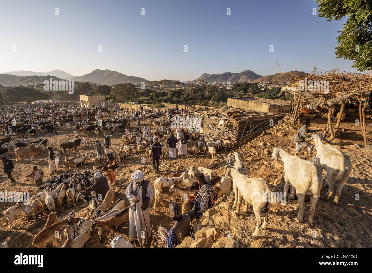 Éleveurs érythréens avec des chèvres et des moutons au marché du bétail du lundi ; Keren, région d'Anseba, Érythrée Banque D'Images