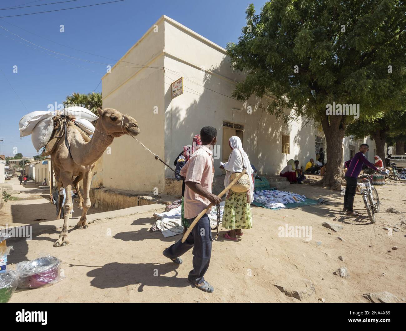 Peuple érythréen et chameau au marché en plein air ; Keren, région d'Anseba, Érythrée Banque D'Images
