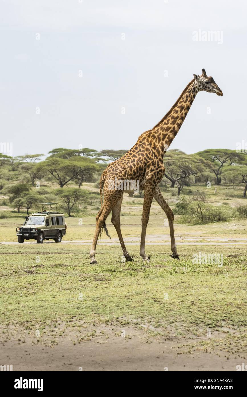 Maasai Giraffe passe devant un véhicule de safari dans la région de Ndutu de la zone de conservation du cratère de Ngorongoro, sur les plaines de Serengeti en Tanzanie. Banque D'Images