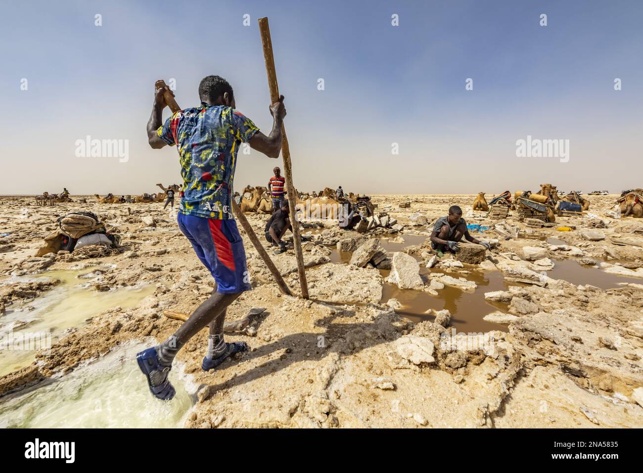 Afar mineur de sel utilisant des poteaux pour soulever des morceaux de sel dans les marais salants du lac Karum (lac Assale), dépression de Danakil ; région Afar, Ethiopie Banque D'Images
