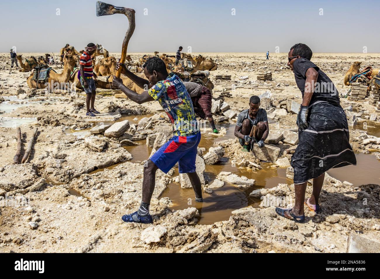 Mineur de sel au loin utilisant une hache traditionnelle pour couper et façonner le sel en blocs dans les plaines salines du lac Karum (lac Assale), dépression de Danakil Banque D'Images