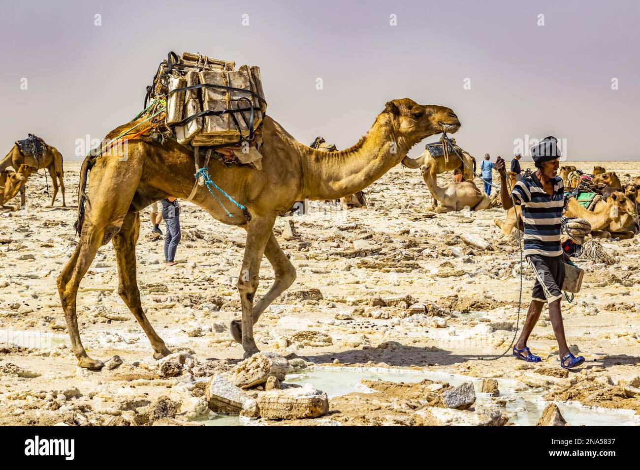Mineur de sel de loin marchant avec chameau chargé de blocs de sel dans les plaines salines du lac Karum (lac Assale), dépression de Danakil ; région d'Afar, Éthiopie Banque D'Images