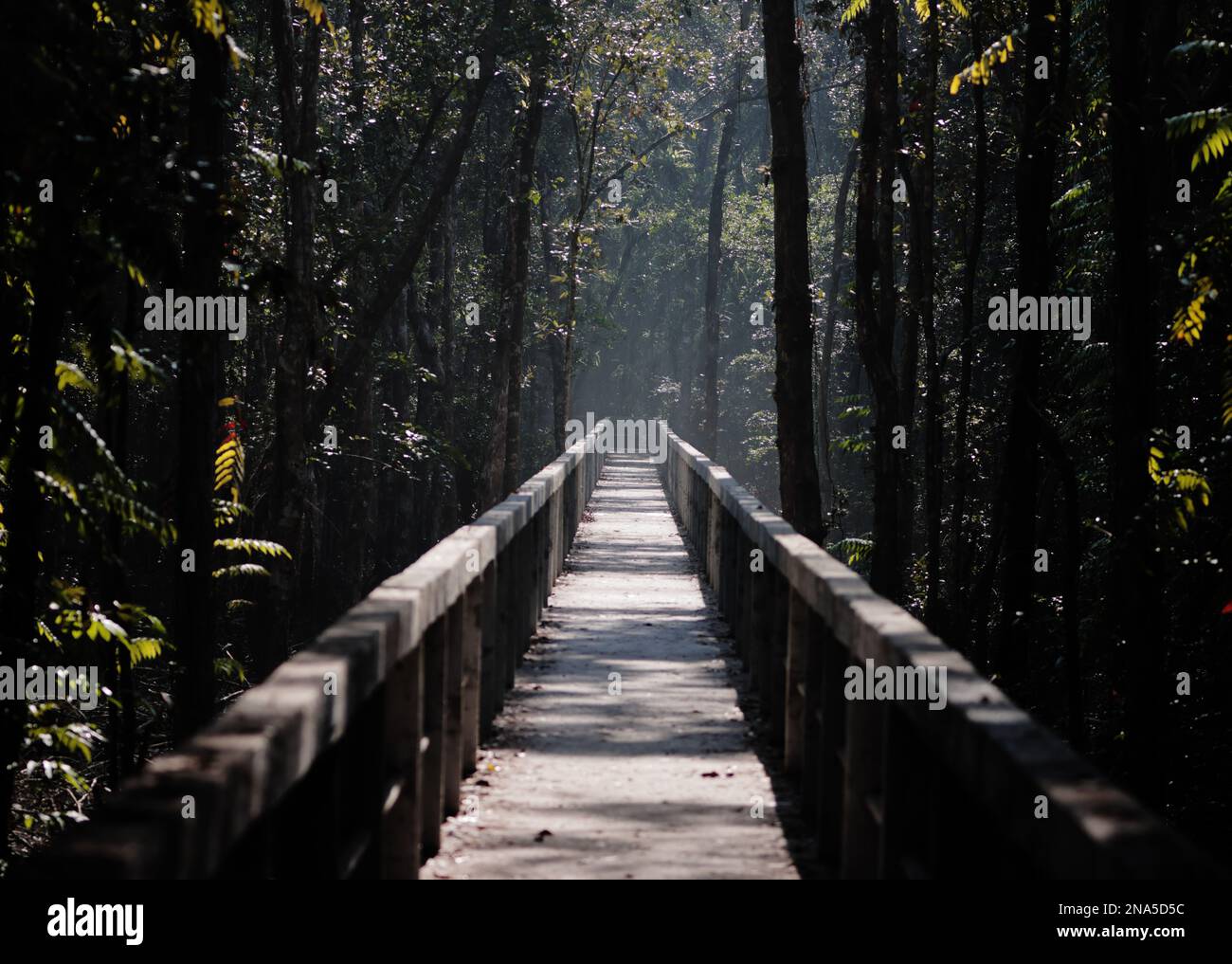 Chemin à travers la mangrove dans le centre de tourisme écologique andharmanik.cette photo a été prise du parc national Sundarbans, Bangladesh. Banque D'Images