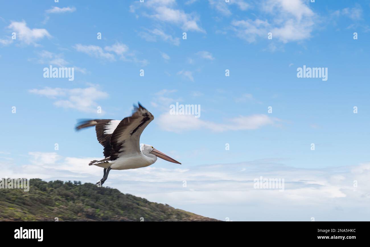 Pélican australien en vol, Shellport Killalea Beach, Nouvelle-Galles du Sud, Australie Banque D'Images