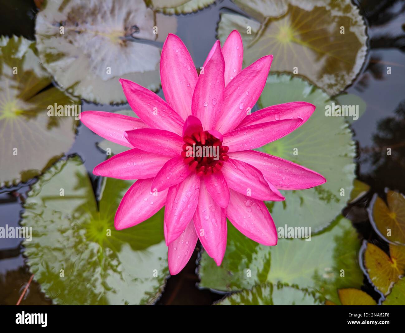 image stupéante d'une fleur de lotus rose au centre d'un étang serein recouvert de feuilles Banque D'Images
