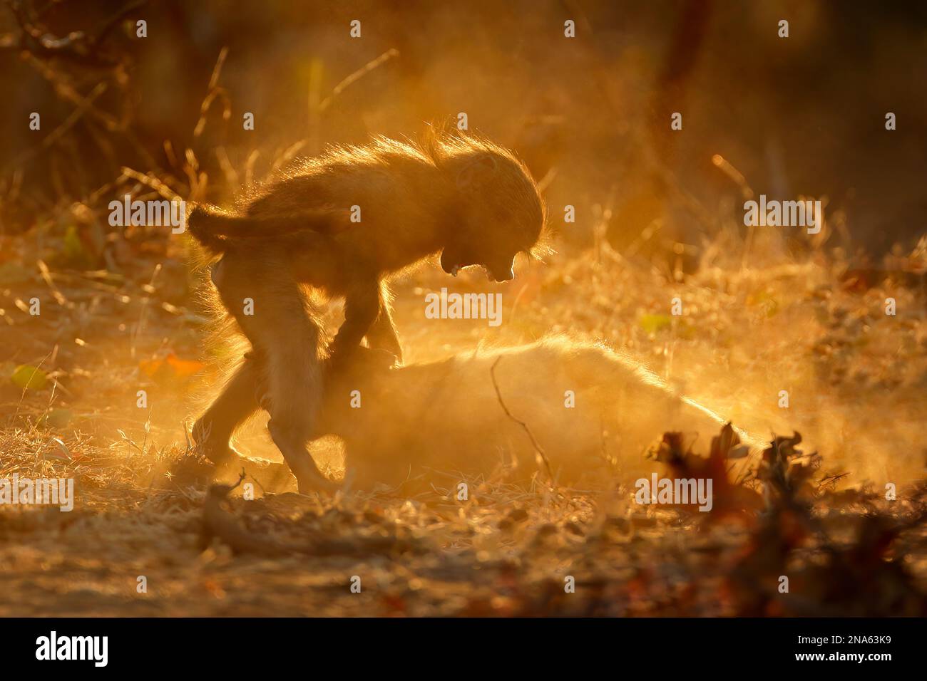 Chacma babouins (Papio ursinus) jouant dans la poussière au coucher du soleil, Parc national Kruger, Afrique du Sud Banque D'Images