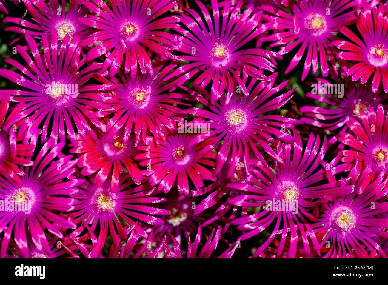 Violet Ice Plant (Delosperma cooperi) dans un jardin à Boise, Idaho Etats-Unis Banque D'Images