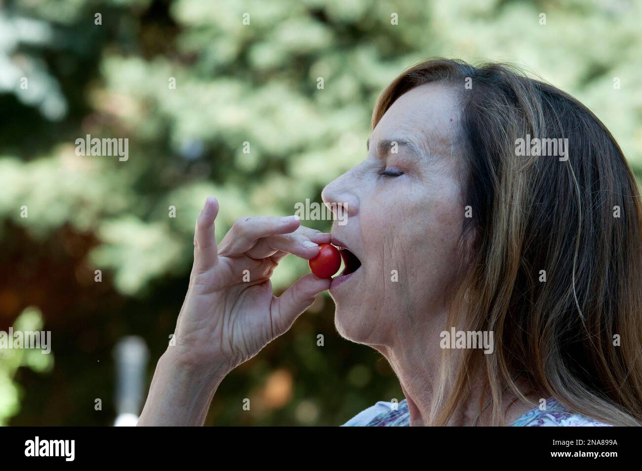 Femme âgée mangeant une tomate cerise fraîchement cueillie (MR) Banque D'Images